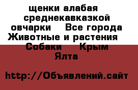 щенки алабая ( среднекавказкой овчарки) - Все города Животные и растения » Собаки   . Крым,Ялта